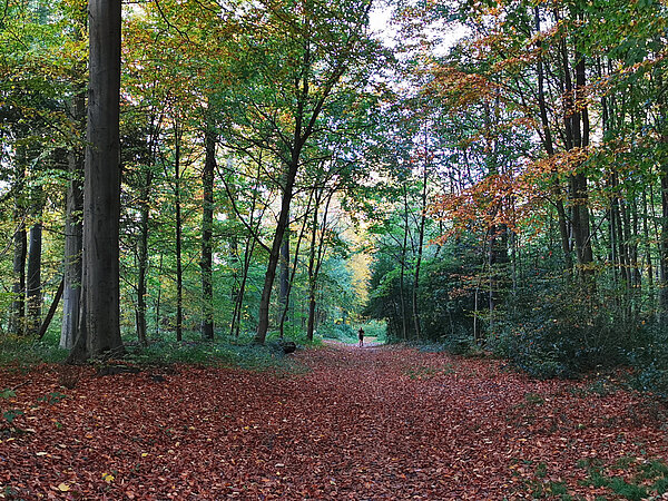 DB Kolumne CTR Jahresende Wald